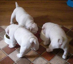 EnglishBulldogpuppiestext----